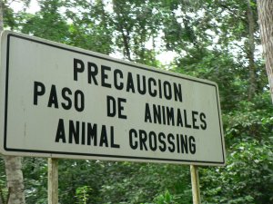 animales